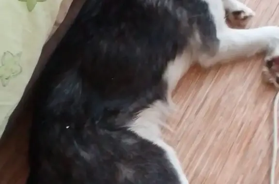 Собака найдена: хаски, повреждена лапка. Алтайская ул., 126, Томск