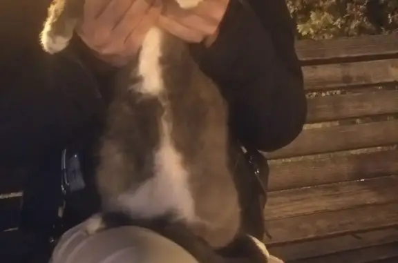 Найдена кошка с белыми носочками в районе Чернышевского
