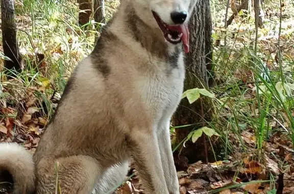 Пропала собака Умка в лесу, Бакальское городское поселение