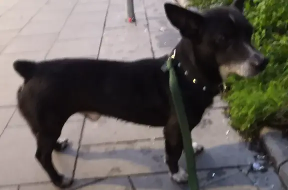 Найдена собака в Калининграде: черного цвета, размером с корги
