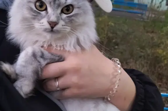 Кошка найдена, ул. Сергея Лазо, 12, Оренбург
