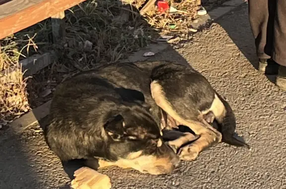 Найдена собака на остановке 