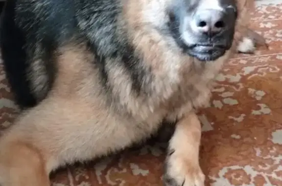 Собаки потеряшки, Москва, фото: Потеряшка собака Чепрачного окраса, ул. Ляпидевского, 6 к2, Москва