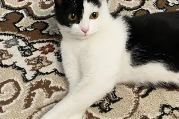 Найдена кошка ищет новый дом в Алматы