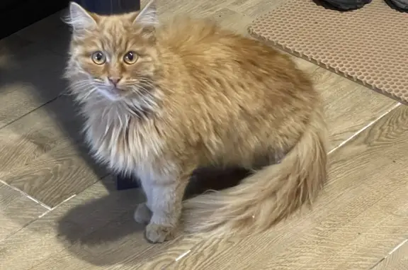 Найден рыжий кот, Западная ул. 23А, Йошкар-Ола