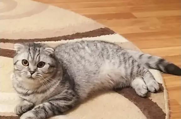 Кошки потеряшки, Липецк, фото: Потеряшка кошка Лила, ул. Сафонова, Липецк