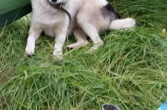 Пропала собака в Моряковском сельском поселении, Томская область