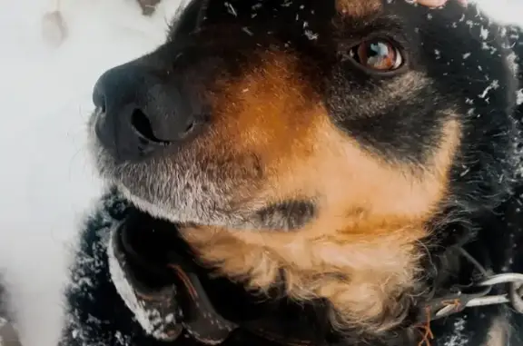 Пропала собака Кобель, чёрного цвета, светлая мордочка и лапки, в районе Шкодинского 37Н-0827
