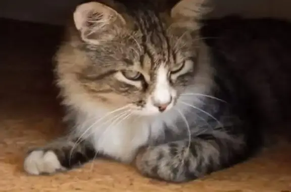 Пропала кошка Кот в Майкопе, Адыгея