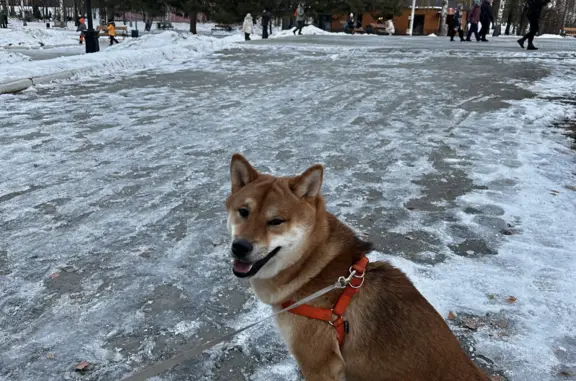 Собака Рыжий сиба ину найдена на Литературной аллее, Екатеринбург