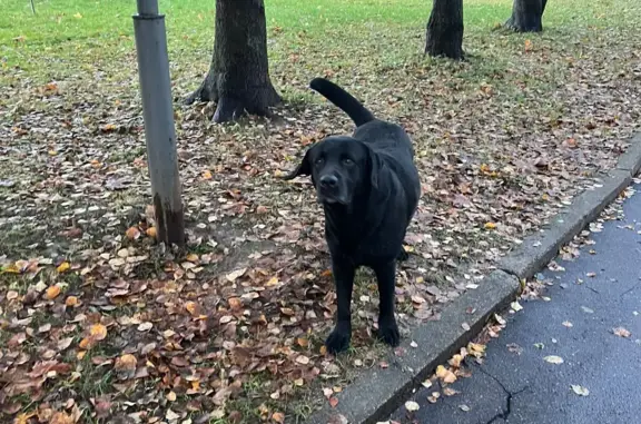 Пропала собака: голодный лабрадор, ул. 25 Сентября, Смоленск