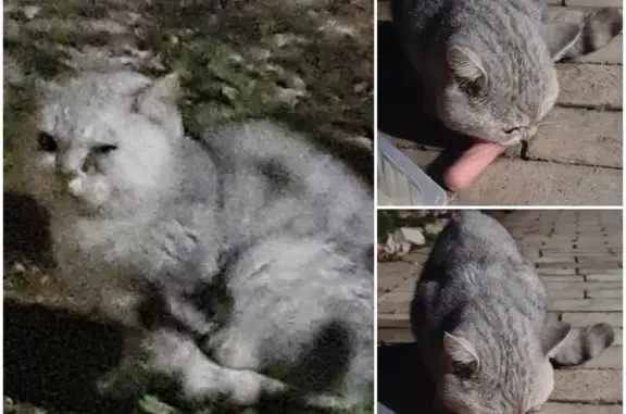 Найден британский кот с голубой шиншиллой в Саратовской обл.