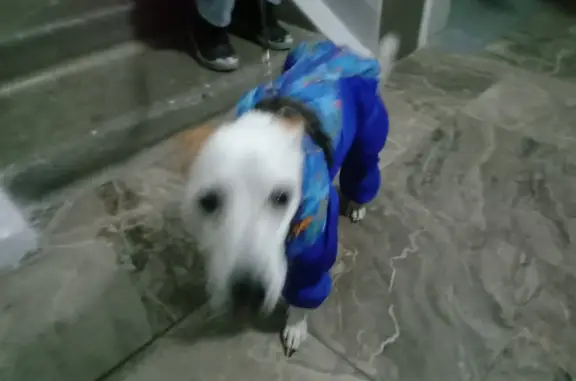 Найдена собака, Красноярск, фото: Найдена собака белого цвета в Академгородке, Красноярск