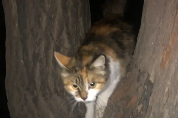 Найдена кошка на Боевой улице, Астрахань