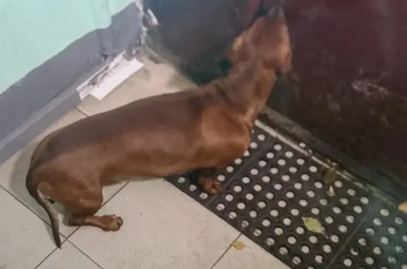 Собака найдена в Мытищах, Шараповский проезд
