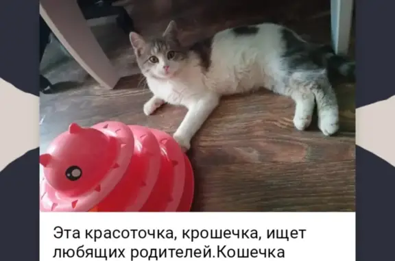 Найдена кошка, ул. Декабристов, 9, Ногинск