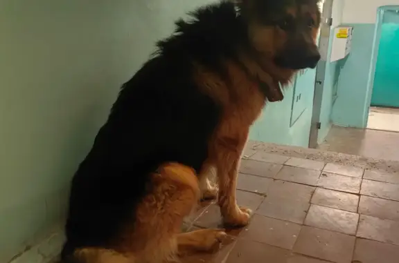 Собака найдена в п. Рассвет, Тульская область