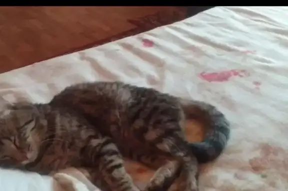 Пропала кошка в Коробово, Ленинский район