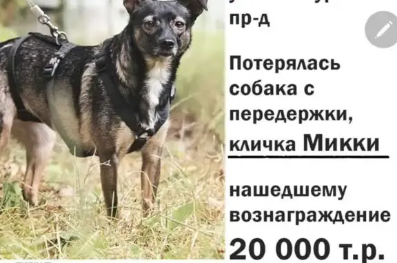 Собаки потеряшки, Москва, фото: Потеряшка собака Микки, Шенкурский проезд, Москва