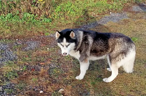 Найдена собака, Московская область, фото: Найдена хаски в Московской области