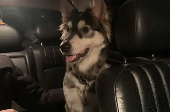 Найдена собака на заправке Топаз, Бердское шоссе