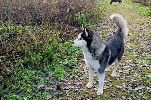 Потерянная собака: хаски, ул. Ленина 14, Городищи