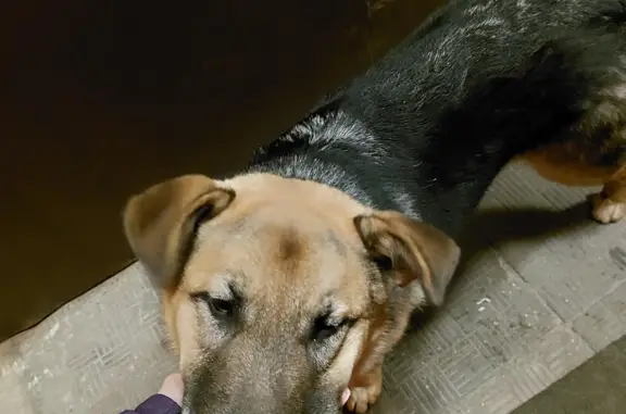 Собака найдена на Владимирском тракте