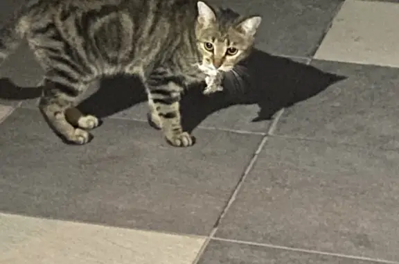 Пропала кошка в поселке Сакко и Ванцетти, Луговая улица 90