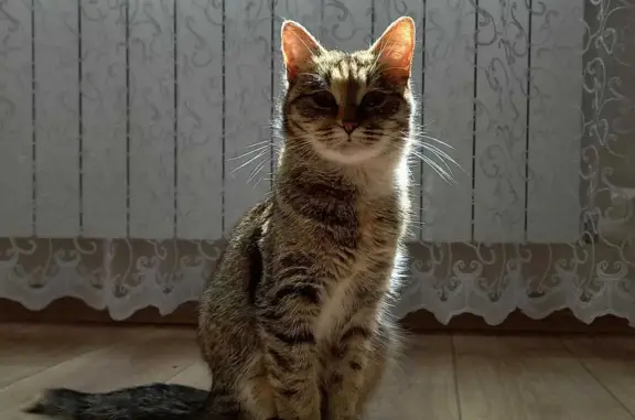 Пропала кошка, ул. Жолудева, 4, Волгоград