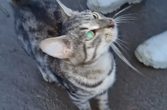 Ухоженная кошка найдена: 41К-327, Свердловское городское поселение