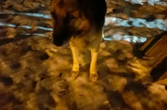 Найдена собака на Амурской ул., 68, Тюмень