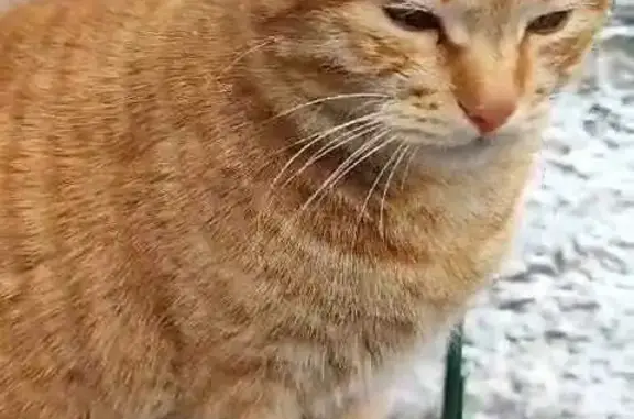 Пропала рыжая кошка на Волховской ул., Владивосток