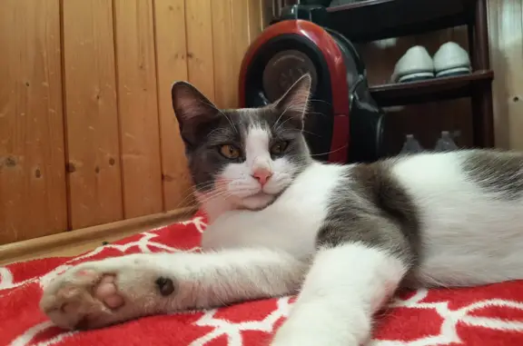 Кошки потеряшки, Карачаевск, фото: Потеряшка кошка Ека, Садовый переулок 12, Карачаевск