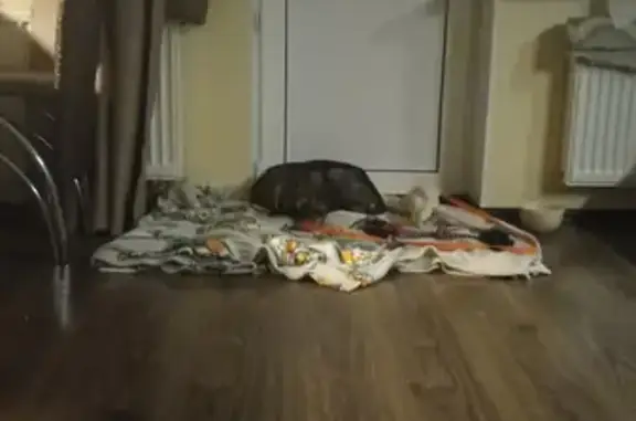 Найдена собака, Санкт-Петербург, фото: Найдена собака: Ленинский проспект, 114, Санкт-Петербург