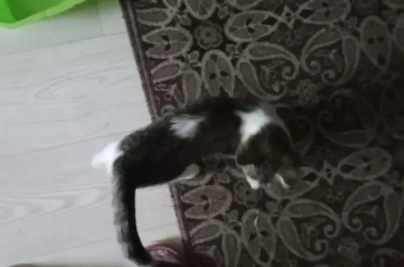 Пропал котенок, Лебяжье, Алтайский край