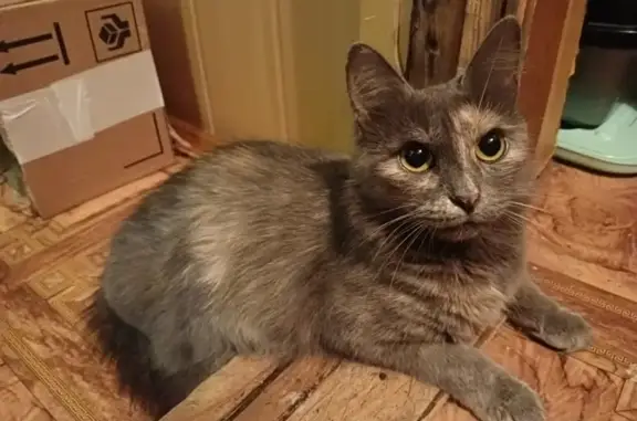 Пропала кошка Клепа, ул. Гагарина, 29, Николо-Урюпино