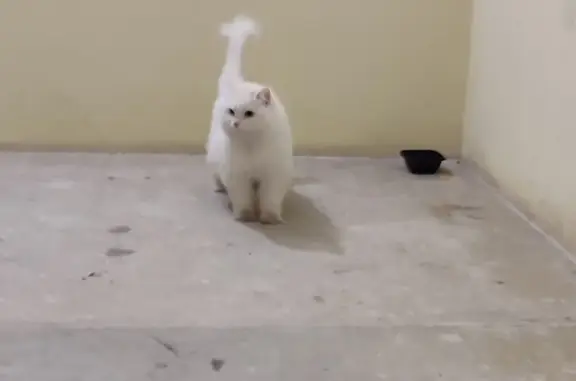 Найдена белая кошка на пр. 50 лет Октября, 35, Сызрань