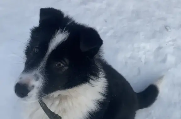 Пропала собака Лайка, окрас черно-белый, с ошейником, Красноярский край