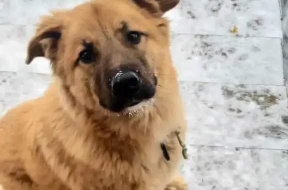 Пропала собака в Бронницах, ул. Кожурновского