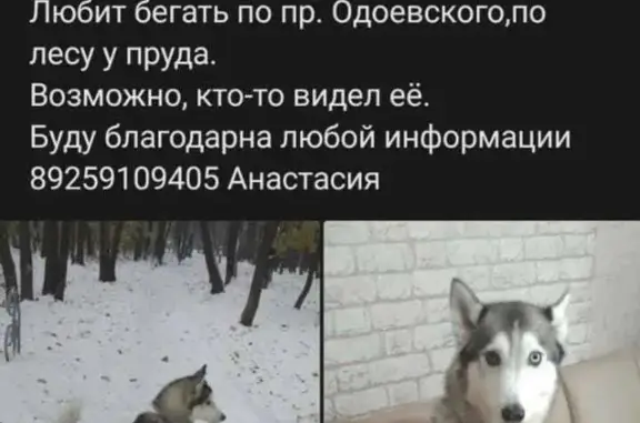 Пропала собака Хаски Лика, серый окрас, Одоевского