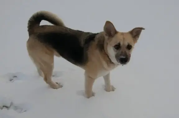 Собаки потеряшки, , фото: Потеряшка пес, вознаграждение! Приморское шоссе, Ленобласть