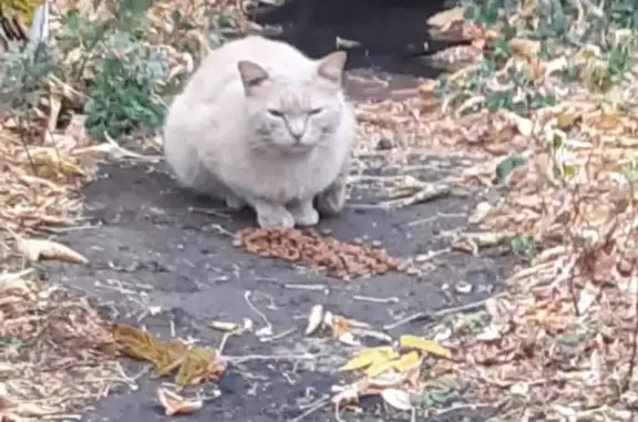 Пропала кошка Персик на ул. Беринга, Томск