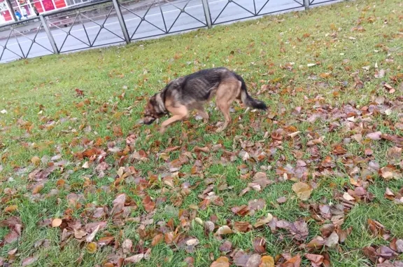 Собака найдена на остановке Массальского, Красное Село