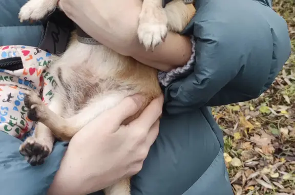 Собака Мальчик чихуа найдена у Алешкинского леса, ул. Вилиса Лациса, 4, Москва