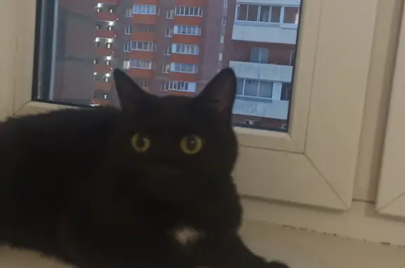 Найдена черная молодая кошка на пр. 60 лет Октября, 58, Красноярск