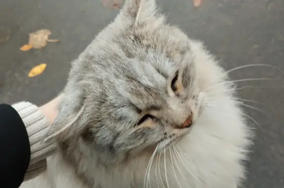 Найдена пушистая красивая кошка, пр. Ленинского Комсомола, 33
