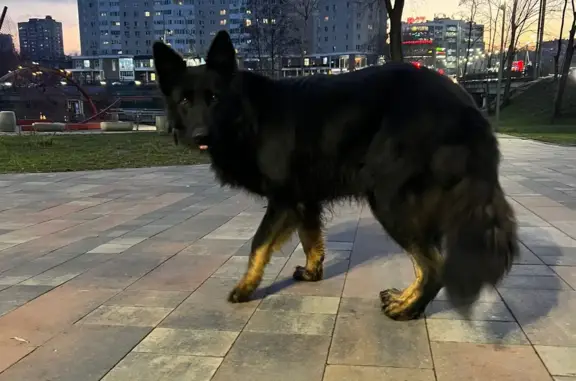 Найдена собака, Московская область, фото: Найдена собака в Пушкино