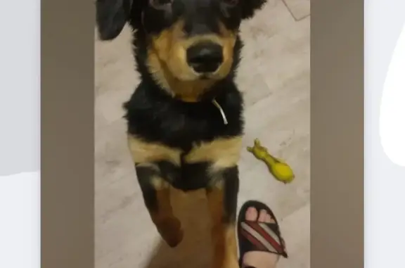 Пропала собака Кабель на Промышленной ул. в Таганроге