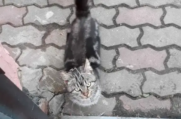 Найден дымчатый домашний кот в Карамышево, Тульская область