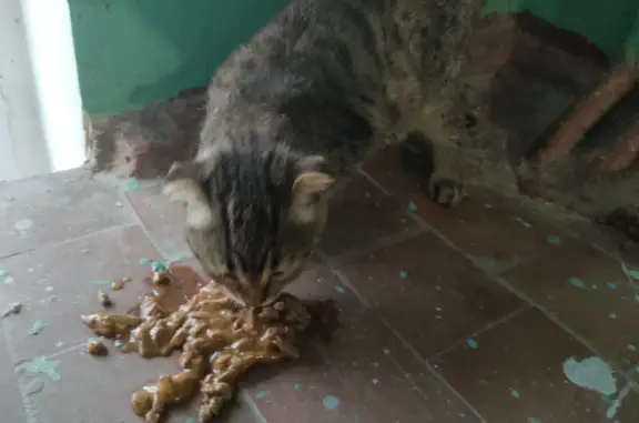 Найдена кошка, Ростов-на-Дону, фото: Найден кот, Днепровский 103, Ростов-на-Дону